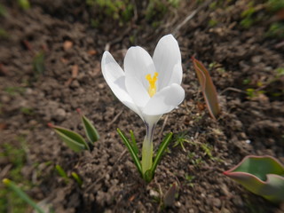 Fresh white crocus blooming in the garden