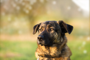 Holländischer Schäferhund