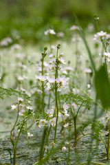 Colon marshy (hottonia palustris) 2