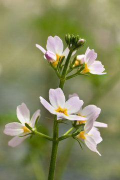 Colon marshy (hottonia palustris) 1