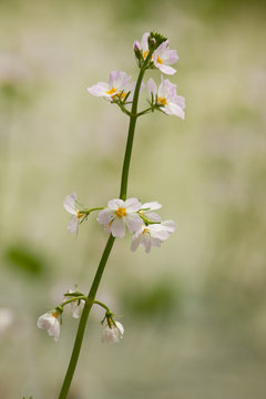 Colon marshy (hottonia palustris) 4
