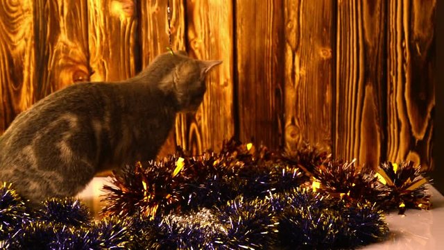 kitten playing with Christmas decorations