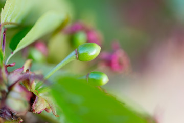 Cherry blossom detail