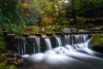 Tollymore Forest in autumn fall