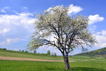 Blooming tree below a blue sky in spring © Jurek Adamski