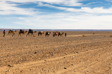 caravan of camels in the desert