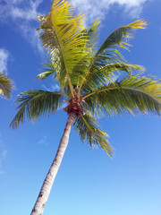 Пальма на фоне синего неба