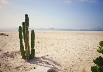 Кактусы на пляже, Калифорния, Морской пейзаж