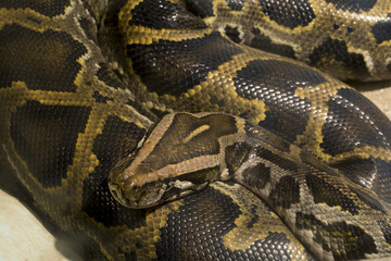 Snake