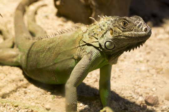 Chameleon
