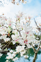White magnolia in spring and lake. Floral background.