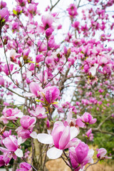 Beautiful magnolia flowers. Blooming magnolia tree in the spring. Selective focus