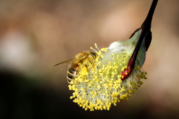 Biene bestäubt Weidenkätzchen, Natur, Insekten 