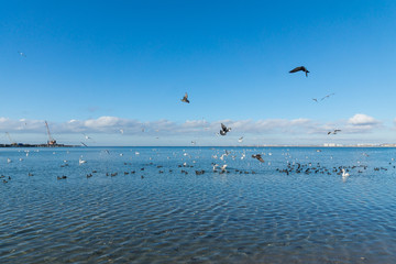 A lot of waterfowl: coot, or flatted (lat. Fulica atra), mute Swan (lat. Cygnus olor) and silver gull (lat. Larus argentatus) on the blue surface of the Black sea in Anapa, Krasnodar region.
