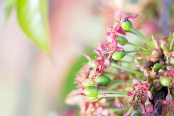 Cherry blossom detail