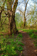 Path at spring shady forest at sunset, Irpen, Ukraine. The first spring green leaves on an old tree