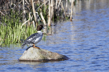 Common goldeneye (Bucephala clangula)
