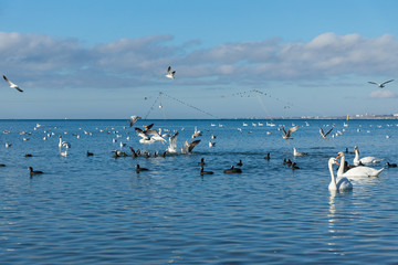 A lot of waterfowl: coot, or flatted (lat. Fulica atra), mute Swan (lat. Cygnus olor) and silver...