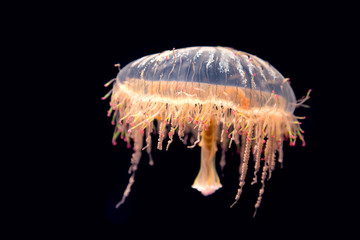 Japanese flower hat jelly