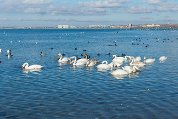 A lot of waterfowl: coot, or flatted (lat. Fulica atra), Mallard (lat. Anas platyrhynchos), mute Swan (lat. Olor Cygnus) wintering in the Black sea city of Anapa in Krasnodar region.