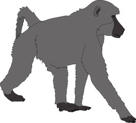 hand drawn portrait of a wild  baboon - colored vector Illustration isolated on white background