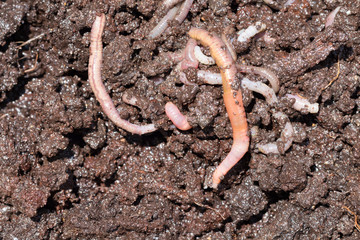 Earthworms (Dendrobena Veneta) for Fishing or Compost