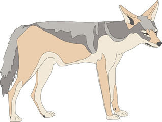 hand drawn portrait of a wild black backed jackal - colored vector Illustration isolated on white background