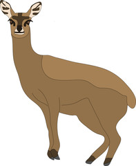 hand drawn portrait of a wild klipspringer antelope - colored vector Illustration isolated on white background