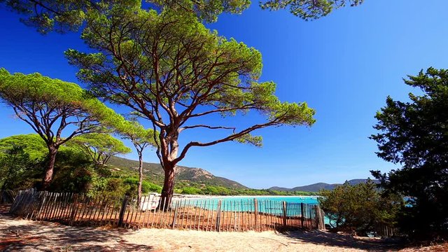 Pine tree on Palombaggia sandy beach on the south part of Corsica, France, Europe