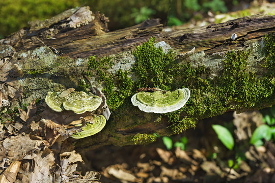 Tinder fungus hunchback (lat. Trametes gibbosa) growing on the mossy fallen trees in a deciduous forest