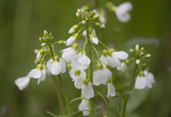 White wildflowers close-up
