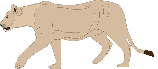 hand drawn portrait of a wild lion - colored vector Illustration isolated on white background