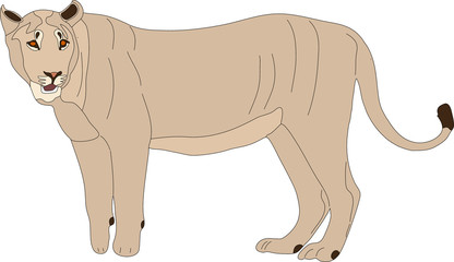 hand drawn portrait of a wild lion - colored vector Illustration isolated on white background