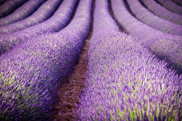 Naklejka na ściany i meble Lavender fields