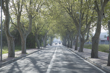 Tree Lined Road, San Antonio, Ibiza
