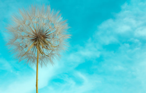 Fototapeta Delicate dandelion with seeds on background of bright blue sky.