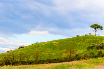 Tree alone on a hill in Tuscany