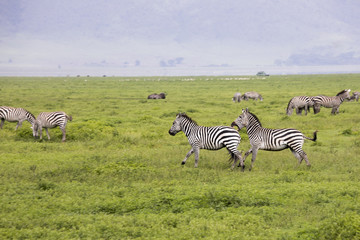 Fototapeta na wymiar Zebra fight, Ngorongoro Crater, Tanzania