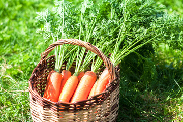 Wooden wicker basket with fresh carrots with green leaves on the grass
