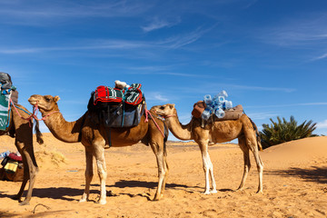 Camels stand with a load, the Sahara desert