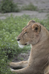 Profile portrait of lioness, Ngorongoro Crater, Tanzania