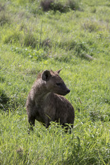 Portrait sported hyaena, Ngorongoro Crater, Tanzania