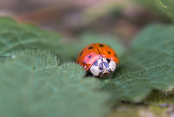 coccinelle 