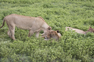 Lionesses nuzzling, Ngorongoro Crater, Tanzania