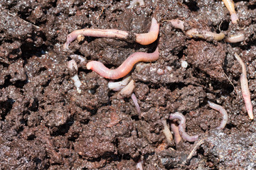 Earthworms (Dendrobena Veneta) for Fishing or Compost