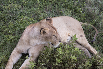 Naklejka na ściany i meble Lioness in grasses, Ngorongoro Crater, Tanzania