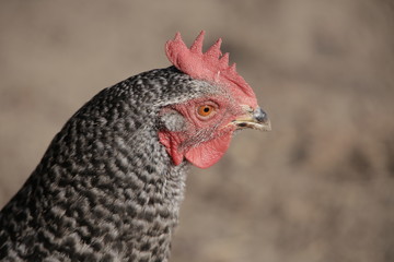 Head of Grey Hen