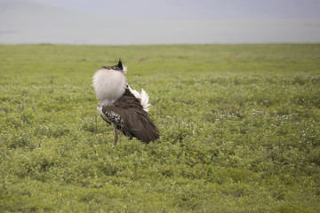 Kori bustard in mating plumage, Ngorongoro Crater, Tanzania