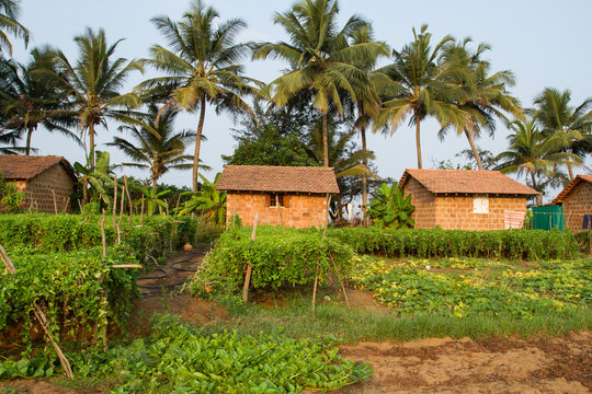 Indian village. Fruit plants on the background of brick houses and coconut palms. Flowering of fruit crops
