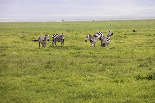 Fototapeta Fighting zebras, Ngorongoro Crater, Tanzania